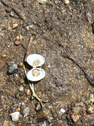 The image shows a close-up view of wet sand with scattered pebbles, a small twig, and a pair of open clam shells. The shells are white and contain small grains of sand and other debris. A thin green stem with two small leaves emerges from the sand near the shells. The scene is outdoors, likely on a beach or riverbank. There are no people visible in the image. The location of Виноградовка, Russia, is not discernible from the visual information provided in the image.