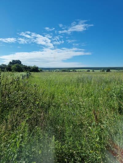 This is a landscape photograph of a sun-drenched meadow under a bright blue sky with scattered white clouds. The foreground is dominated by tall, lush green grass and various wildflowers, some with purple and yellow blooms. A dilapidated wooden fence runs diagonally from the left foreground into the middle ground. Beyond the fence, the meadow continues, with more wildflowers and taller grasses visible. In the middle distance, a line of trees forms a dark green horizon, with rolling hills in the far distance. The scene is located in Sabancheevo, Russia.