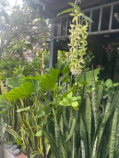 In the Racha Thewa Subdistrict of Thailand, this image captures a dense collection of plants growing outdoors. Prominently featured are several snake plants (Sansevieria trifasciata) with their characteristic upright, sword-like leaves marked with irregular dark green patterns and lighter yellow-green stripes. Interspersed among them are large-leafed elephant ear plants (Colocasia esculenta or similar) with broad, glossy green leaves. A trailing plant with delicate, pale green, star-shaped flowers hangs from an overhead structure. The background reveals more greenery, including some pink flowers and the skeletal structure of an outdoor shelter or pergola, suggesting a garden or patio setting. The overall impression is one of lush, tropical vegetation.