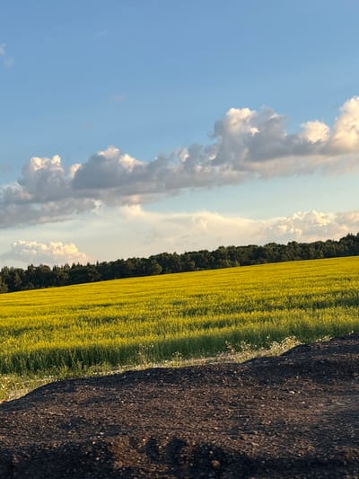An outdoor, low-angle, eye-level, medium shot captures a landscape scene in Кадзінскі сельскі Савет, Belarus. In the foreground, a mound of dark, granular material, possibly soil or compost, occupies the bottom of the frame, with pebbles and small stones visible. Behind this mound, a vast field of bright yellow flowers stretches into the middle ground. The field is densely packed with small, uniform blossoms, creating a textured surface. A line of dark green trees forms a dense forest along the horizon, separating the field from the sky. The sky is a clear blue, punctuated by scattered, fluffy white clouds that are illuminated by the sun, casting soft shadows. The overall impression is a rural, agricultural landscape bathed in natural light.