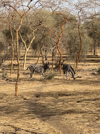 The image displays a natural, outdoor scene featuring two zebras in a dry, savanna-like environment under bright daylight. The overall setting appears arid or semi-arid, consistent with the location context of Communauté rurale de Sindia, Senegal.

In the mid-ground, a zebra stands prominently, facing towards the right side of the frame with its head slightly raised, looking into the distance or at its surroundings. Its distinctive black and white stripes are clearly visible. Further back and slightly to the left, a second zebra is partially visible, also standing and facing generally in the same direction, though somewhat obscured by the foreground vegetation.

The ground is covered extensively with tall, dry grass, primarily in shades of golden brown and beige, indicating a dry season. Numerous sparse, leafless tree branches, gnarled and brown, are scattered throughout the foreground and mid-ground, creating a natural, untamed atmosphere. The sky, visible through the gaps in the branches on the upper left, is bright and clear, suggesting strong sunlight, which also casts distinct shadows across the ground and vegetation. No human subjects or visible text are present in the image.
