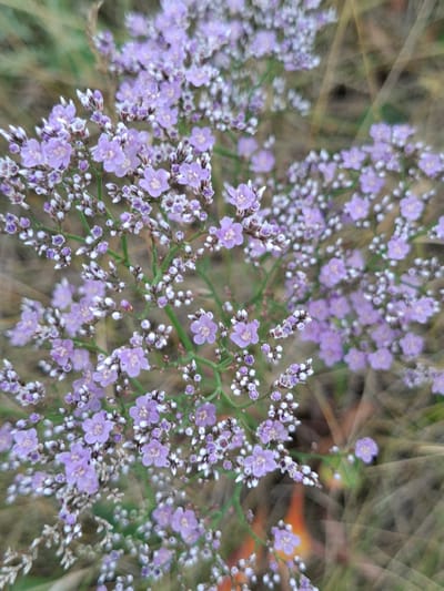 This is a close-up, low-angle, outdoor photograph of a cluster of small, pale purple flowers with white tips, set against a blurred background of dry grass and greenery. The flowers are delicate, with five petals each, and are arranged in sprays along thin green stems. Some of the flowers are in bud, appearing as small, tightly closed white and purple points. The lighting is natural, with a soft, diffused quality, suggesting it is daytime. The scene is likely in a natural or semi-natural environment, possibly a meadow or field. The location is specified as Авангард ауылдық округі, Kazakhstan, implying a rural or semi-rural setting within that administrative division. There are no people or animals visible in the image. The overall impression is one of natural beauty and botanical detail.