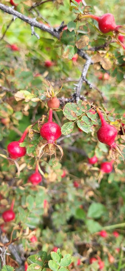 A close-up, vertical, eye-level shot captures a branch of rosehip bushes laden with ripe, red rosehips against a blurred background of green foliage. The rosehips, varying in size and shape, hang from the branch, some with withered sepals at their tips. The branch itself is grey and gnarled, with small thorns visible. The leaves on the bushes are green, some showing signs of browning or yellowing, indicative of autumn. The lighting is natural and diffused, creating soft shadows and highlighting the vibrant red of the fruit. The image appears to be taken outdoors in a natural setting, possibly a park or wild area within or near the village of Syrymbet, Kazakhstan. No people or animals are present.