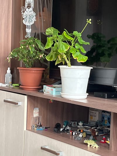 The image shows a domestic scene, likely a living room or bedroom, with furniture and decorative items. Two potted plants are prominent. One plant, with larger green leaves and developing flower buds, is in a terracotta pot. The other plant, with smaller leaves and a single bloom, is in a white pot.
On the wooden shelf next to the plants, various objects are visible. These include what appear to be Lego bricks and small figurines, suggesting children's toys. There is also a box labeled "COLDREX" and another item with Cyrillic text that appears to be packaging for medicine. A white bottle, possibly hand sanitizer or lotion, is also present. A decorative figurine of a person is placed on a reflective surface in the foreground. The overall lighting suggests it is daytime, with no specific weather conditions indicated. The presence of consumer goods and household plants indicates a residential setting in Serov, Russia.