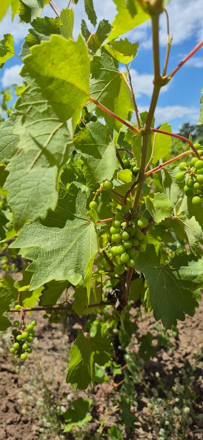 A close-up, vertical shot captures a vine with developing green grapes and large, textured leaves. The grapes, small and clustered, hang from a central vine stem, some appearing as single berries and others in small bunches. The leaves, predominantly green, exhibit a rough, veined texture and are illuminated by sunlight. Reddish stems add a contrasting color to the foliage. In the background, a blurred landscape reveals brown soil, sparse vegetation, and a bright blue sky with scattered white clouds. The scene is set in Molovata Nouă, Moldova. There are no people or animals present.