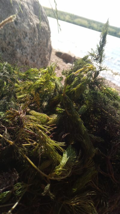 A close-up, low-angle shot shows a pile of harvested aquatic plants, likely from a freshwater body. The plants are a vibrant green, with some stems showing a yellowish hue. Their fine, feathery leaves are clustered tightly along the stems, creating a dense texture. Some of the plants appear to have reddish-brown, woody sections at their bases.

In the background, a large, greyish-brown rock is prominently visible on the left, bathed in sunlight. Beyond the rock and the plants, a body of water, likely a lake or river, stretches into the distance. The water's surface is bright and reflects the light, with small ripples visible. The far bank of the water is lined with vegetation, forming a soft green and brown horizon. The sky above is bright and appears to be clear, suggesting a sunny day. A few thin, wispy blades of grass hang down from the top of the frame, adding a touch of natural detail.

The scene evokes a sense of harvest or gathering, perhaps related to ecological management or collecting materials from the water. The bright sunlight indicates it is likely daytime, possibly late morning or afternoon. The setting appears to be a shoreline or bank of a body of water. No people or text are visible in the image.