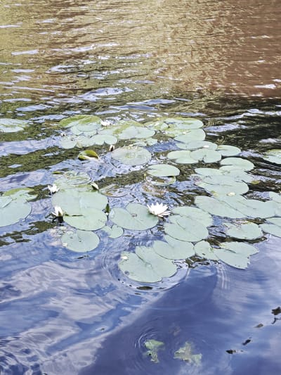 The image depicts a close-up view of a calm body of water, likely a pond or lake, covered with numerous lily pads. Several white water lilies, some fully bloomed and others in bud, are scattered among the pads. The water's surface is rippled, reflecting the surrounding environment, which appears to include trees or foliage, indicated by the green and brown hues in the reflections. The water itself is a deep blue, suggesting a clear day with a blue sky above, or perhaps the reflection of the sky. The overall scene evokes a sense of tranquility and natural beauty. The image was taken in Raudoja, Estonia. No people or text are visible in the image.
