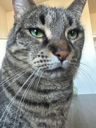 A close-up, portrait-style photograph captures the head and upper body of a domestic tabby cat in Châtenay-Malabry, France. The cat is positioned with its head tilted, looking directly towards the viewer with a calm or curious expression.
The cat features striking emerald green eyes with vertical pupils that are slightly dilated, reflecting a bright light source. Its nose is a soft pink, and its muzzle is adorned with numerous long, white whiskers that extend prominently outwards, complemented by shorter, darker whiskers. The fur exhibits a distinct tabby pattern with intricate stripes and markings in various shades of grey, black, and subtle undertones of brown/tan, showcasing a detailed texture.
The background is soft and out of focus, suggesting an indoor setting. It consists of indistinct light-colored surfaces in shades of beige, white, and light grey. A faint, blurred green object is marginally visible in the upper background. The lighting is bright and even, highlighting the cat's features and fur texture. There is no visible text in the image. The bright illumination suggests it is daytime.