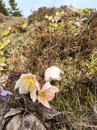 The image shows a ground-level view of vegetation, likely in an outdoor setting. Two pale pink flowers with prominent yellow stamens are the focal point, appearing among dry grass, brown foliage, and patches of moss. A few purple crocuses are also visible. The scene suggests a mountain meadow or a natural area where plants are growing at the edge of a slope. The location is near Kamnik, Slovenia.