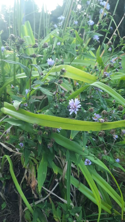 The image shows a patch of wild flowers and tall green grass in a natural outdoor setting. Several small purple flowers with delicate petals are scattered among the foliage, some in bloom and others in bud. The tall grass has broad, smooth green leaves, some of which curve and overlap, creating a layered effect. The background is a blur of more greenery and the bright sky, suggesting a sunny day. The scene is reminiscent of a meadow or a roadside verge in a rural area. The specific location of Славенскі сельскі Савет, Belarus, implies a natural, possibly uncultivated area within that administrative region.