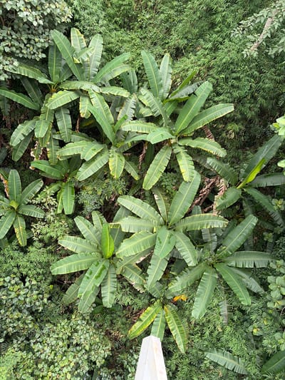 This is an aerial, full shot of lush green vegetation in Pong Yaeng, Thailand. The scene is dominated by large, broad, vibrant green banana leaves, many of which show signs of wear with slight tears and yellowing at the edges. Several banana plants are visible, their leaves fanning out from a central point. Interspersed among the banana plants are dense clusters of smaller, feathery green foliage, likely bamboo and other undergrowth. The overall impression is one of a dense, untamed jungle environment. The lighting suggests it is daytime, with natural light filtering through the canopy. There are no people or animals present in the frame.