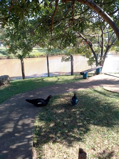 Two black ducks are visible in an outdoor setting. One duck is on a concrete path, facing right, with its head turned slightly toward the viewer. The other duck is on a grassy area to the right of the path, facing away from the viewer. The ducks are near a fence that runs along the edge of a body of water, which appears to be a river or lake. Trees with green foliage are overhead, casting shadows on the ground. A wooden bench with blue supports is located to the right of the path, near the fence. The scene is set in a park or recreational area. The provided information suggests this location is the Parque Municipal Nilson De Paiva in São Gabriel do Oeste, Brazil.