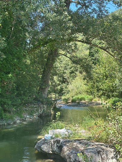 The image depicts a tranquil natural scene with a body of water flowing through a lush, green environment. The water, appearing to be a river or stream, is a murky green color and reflects the surrounding foliage and the blue sky above. The banks of the water are lined with rocks and dense vegetation, including trees with thick canopies and various shrubs and grasses. Sunlight filters through the leaves, creating dappled patterns on the water and the ground. In the foreground, a large, rough-textured rock sits on the edge of the water, partially covered with grass and small plants. The overall impression is one of a serene, natural landscape, likely in a rural or park-like setting. While the prompt mentions Acqualagna, Italy, there are no specific landmarks or identifiable features in the image that definitively place it within the city limits. The scene is devoid of any human presence, animals, or specific man-made structures.