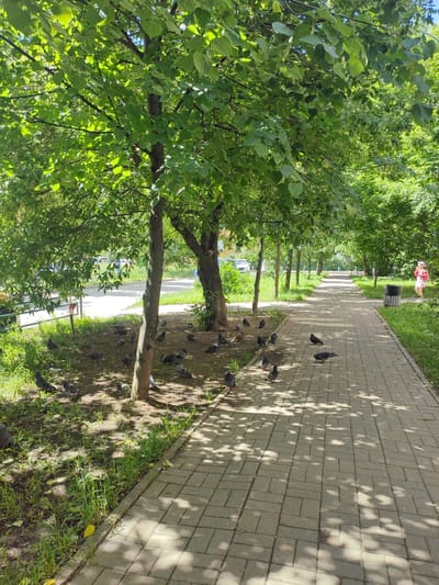The image depicts a sun-dappled paved walkway in a park-like setting in Putilkovo, Russia. The walkway is lined with mature trees, their green leaves creating a canopy that casts shadows on the ground. A flock of pigeons is scattered across the grassy area beside the path, with some pecking at the ground and others standing still. In the background, a young girl in a red dress and pink shorts stands near a trash can. The scene suggests a pleasant, quiet afternoon in a residential area.