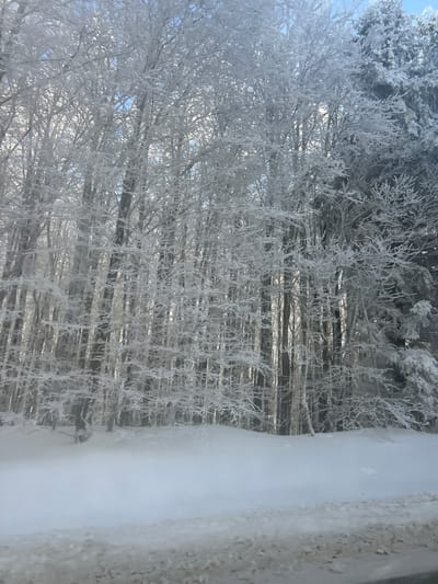 This image depicts a snow-covered winter forest scene in Le Hohwald, France. The foreground features a low, snow-covered embankment or roadside, exhibiting a slightly discolored texture suggesting packed snow or ice. Beyond this, a pristine, deep layer of white snow blankets the ground, extending to a dense tree line. The midground and background are dominated by a forest consisting primarily of deciduous trees, denuded of leaves, and some evergreen conifers, all heavily encrusted with white frost or rime ice, giving them a ghostly, uniform white appearance. Patches of clear blue sky are visible through the upper branches of the trees. No people, animals, or specific actions are visible within the frame. The overall impression is one of a cold, clear winter day in a natural, forested environment.