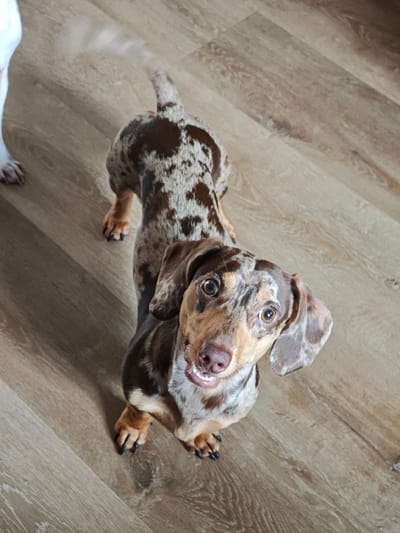 An overhead shot captures a dapple dachshund on a wooden floor. The dog is facing upwards, with its head tilted slightly to the side. Its mouth is open, revealing its teeth in what appears to be a happy or excited expression. The dog's coat has a distinctive merle pattern, with patches of brown and lighter tan. The tail of another dog, possibly a white one, is visible in the upper left corner of the image, with a slight blur indicating movement. The floor is made of light-colored wooden planks with visible grain patterns. The lighting suggests it is daytime, with natural light illuminating the scene. There is no visible text in the image. The overall setting appears to be indoors, likely a home.