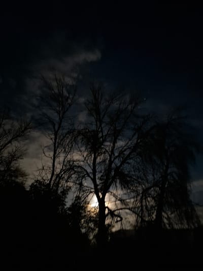 The image depicts a nighttime scene with silhouetted trees against a dark sky. The moon, partially obscured by clouds, is visible in the upper central portion of the image, casting a faint glow. The trees are bare, suggesting a winter or late autumn setting. The scene appears to be set in a natural environment, possibly a park or a wooded area. There is no indication of human presence or activity. The location within the city of Новлянка, Russia, is not discernible from the visual information in the image.