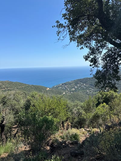 This image depicts a scenic overlook in Santa Cristina d'Aro, Spain, featuring a panoramic view of the Mediterranean Sea. The foreground is dominated by lush green vegetation, including trees and shrubs, casting shadows on the rocky terrain. A large tree branch with green leaves frames the upper right corner of the image. In the mid-ground, rolling hills covered in dense green foliage slope down towards the coast. Scattered houses, visible as white specks, dot the hillsides, suggesting a residential area nestled within the natural landscape. The background is a vast expanse of the deep blue sea, meeting a clear, bright blue sky at the horizon. The overall impression is one of a tranquil, sun-drenched coastal environment.