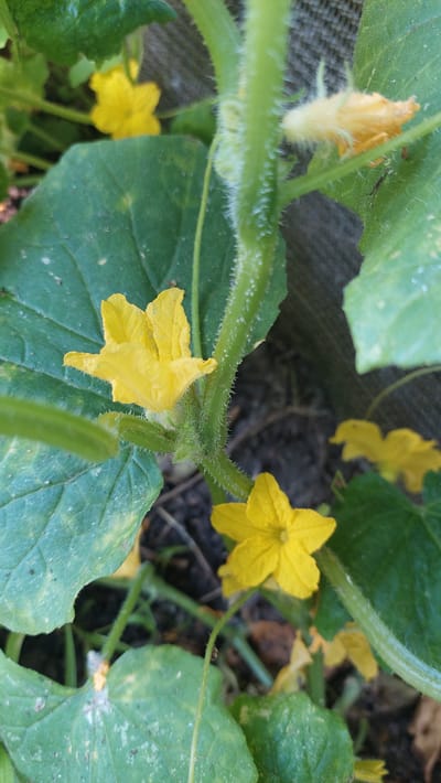 This is a close-up, eye-level shot of cucumber plants with several yellow flowers and green leaves. The plants are growing in dark soil. The image appears to have been taken outdoors in natural light. No people are visible in the image. The scene is located in the city of Kamensk-Shakhtinsky, Russia.