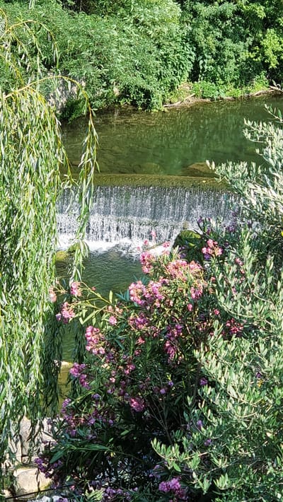 The image depicts a serene natural scene of a waterfall in a body of water, likely a river. Lush green foliage, including weeping willow branches and flowering bushes with pink blossoms, frames the foreground and midground. A dense wall of green vegetation rises from the far bank of the water. The waterfall cascades over a series of rocky ledges, creating a textured curtain of white water against the calmer, greenish water below. The scene appears to be in an outdoor environment, possibly a park or natural reserve, with ample sunlight illuminating the vegetation and water. The image is taken from an elevated perspective, looking down towards the waterfall. While the location is specified as La Canya, Spain, the image itself does not contain any explicit identifiers of this location.