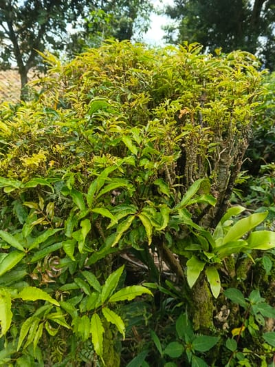 A vibrant bush dominates the frame, showcasing a mix of bright green and yellow-tinged foliage. The leaves exhibit a pronounced venation pattern. Several stalks create a dense base for the bush, with some supporting moss growth. A cluster of ferns clings to a stalk. Surrounding the bush, smaller green plants and fallen leaves intermingle, adding to the natural, untamed aesthetic of the scene. The background reveals glimpses of trees and a possible roof, hinting at a garden or natural area.