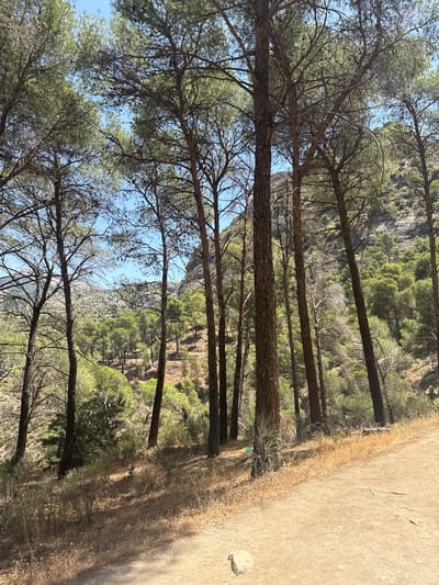 This media file depicts a scene in Ardales, Spain, likely during daylight hours given the bright illumination and shadows. The setting is a wooded area with a path running alongside. Tall, slender pine trees dominate the foreground, their branches creating a natural canopy against a clear blue sky. The ground slopes upwards to a rocky, vegetated hillside covered in dense green trees, suggesting a mountainous or hilly terrain. A sandy path, possibly a hiking trail, is visible to the right of the trees, with dry, golden grass growing along its edge. A single, light-colored rock rests on the path. The overall mood is serene and natural, evoking the feeling of being in a quiet, outdoor landscape. No people or specific objects are prominently featured beyond the natural elements of the scene.