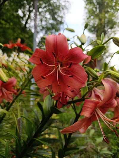 The image shows a close-up, low-angle view of several coral-colored lilies in bloom. The foreground is dominated by a large, fully opened lily with six petals, displaying dark stamens in its center. The petals have a slightly ruffled texture and are marked with small dark spots. Behind this prominent flower, other lilies are visible, some in full bloom and others as buds or partially opened. The stems and leaves of the lilies are a vibrant green. The background is softly blurred, showing indistinct trees and a bright, overcast sky. There are no people or other animals present. The scene depicts a garden or natural setting, likely outdoors. No specific details can be discerned about the location within the city of Бәйтерек, Kazakhstan.
