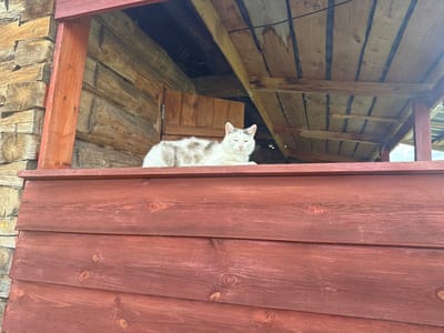 A domestic cat with white and grey fur is lying on a wooden ledge. The cat is facing forward, with its eyes partially closed and its head tilted slightly upwards. Behind the cat, a rustic wooden structure is visible, characterized by rough-hewn logs and wooden planks forming a wall and a roof. The lighting suggests it is daytime, possibly late afternoon given the soft quality of light and shadows. The wooden surfaces appear weathered, indicating an outdoor setting, possibly a cabin or a rural dwelling. The overall impression is one of a peaceful, still moment, with the cat resting comfortably in its environment. There is no visible text in the image.