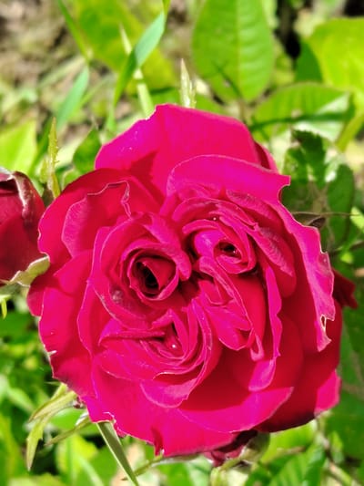 This media file is a close-up, high-angle photograph of a vibrant, deep pink rose in bloom. The rose is the primary subject, filling most of the frame. Its petals are tightly furled in the center, creating a spiral effect, and unfurling outwards, with some showing delicate serrations along their edges. Tiny droplets of water are visible on some of the petals, suggesting recent rain or dew.

To the left of the main rose, a smaller, partially open rosebud in a similar shade of pink is visible, suggesting it is also on the same plant. The background consists of blurred green foliage and hints of brown earth, indicating the rose is growing outdoors in a garden or natural setting. The lighting suggests it is daytime, with the sun casting shadows on the petals, highlighting their texture and form.

The overall impression is one of natural beauty and freshness. There is no text visible in the image. The location context provided is Soivolovskaya, Russia. The photograph captures a moment of serene natural beauty, focusing on the intricate details of the blooming rose.