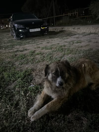 A black BMW sedan with license plate B013TH193 is parked on a dirt and grass area at night. In the foreground, a large, shaggy brown and white dog is lying down. The background shows a dark, indistinct scene with trees and structures, typical of a rural or semi-rural setting. The image appears to be taken in Golubitskaya, Russia, a village known for its resort town atmosphere.