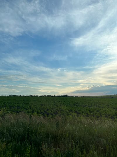 An outdoor, eye-level, vertical shot captures a wide expanse of a green field under a bright blue sky. The sky is filled with wispy white clouds, some appearing as streaks and others as softer formations, with a hazy glow towards the right horizon. In the foreground, tall green grass and wildflowers are visible. Beyond the grassy area, a vast field of short green crops stretches towards the horizon, with a line of trees forming a dark border against the sky in the distance. The image appears to be taken in Poltavka, Ukraine, during daylight hours. No people or animals are present in the scene. The environment is rural and agricultural.