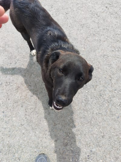 A black dog with white paws stands on a grey asphalt surface, looking upwards towards the camera. The dog's mouth is slightly open, revealing its teeth. A shadow of the dog is cast on the asphalt to its left. A person's hand, with two fingers visible, is at the top left of the frame, reaching towards the dog. In the bottom center of the frame, a portion of a gray sneaker is visible. The scene appears to be outdoors, likely in a public area within the city of Termal’nyy, Russia, given the context.