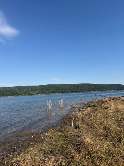 The image displays a calm body of water, likely a lake or river, bordering a densely forested hillside. The water's surface is slightly rippled, reflecting the clear, bright blue sky. A thin, hazy cloud drifts across the sky on the left side of the frame.
On the right bank, dry, straw-like grass and other vegetation dominate, interspersed with patches of greener growth. A thin branch or twig lies on the bank near the water's edge. In the background, a line of dark green trees covers the hillside, suggesting a temperate climate. The image appears to have been taken on a sunny day, likely in the late morning or afternoon, given the bright illumination and lack of strong shadows. There are no visible people or distinct objects, apart from what appears to be fishing rods extending over the water from the right bank, suggesting a recreational activity. The overall mood is tranquil and natural. No text is visible in the image. The metadata indicates the location as Debelets, Bulgaria.