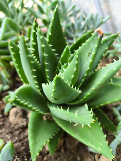 A close-up, high-angle shot captures a vibrant green succulent plant, likely an aloe variety, thriving in well-drained soil. The plant's thick, fleshy leaves are arranged in a rosette pattern, tapering to points and lined with small, sharp, yellowish spines along their edges. Some of the leaf tips show signs of browning or damage. The background is softly blurred, revealing more of the same type of succulent plants in a garden or greenhouse setting, with hints of natural light filtering from above. The overall impression is one of healthy, resilient plant life in a natural or cultivated environment, possibly a botanical garden, nursery, or private collection within the city of Pomezia, Italy.
