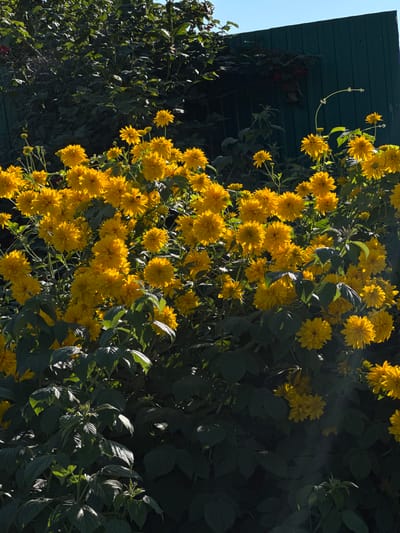 A sunlit view of a dense bush of yellow flowers, possibly Rudbeckia, in full bloom, with dark green foliage in the foreground and middle ground. In the upper right corner, a portion of a dark green corrugated metal fence is visible against a clear blue sky. The scene appears to be an outdoor garden in a residential area, likely located in Белоус, Russia, given the context. The lighting suggests it is daytime, with the sun casting shadows and highlighting the vibrant yellow petals of the flowers. There are no people or animals present in the image.
