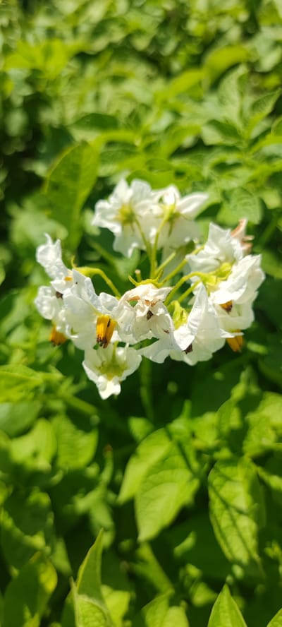 A close-up, vertical shot captures a cluster of delicate white potato flowers with yellow stamens, set against a blurred backdrop of vibrant green potato leaves. The sunlight highlights the intricate details of the petals and stamens, while the surrounding foliage creates a soft, natural bokeh effect. The image is devoid of any human presence or urban elements, suggesting a rural or natural setting, possibly a field or garden. There are no identifiable landmarks or structures that would indicate a specific location within Пацейкаўскі сельскі Савет, Belarus. The scene is peaceful and serene, focusing solely on the beauty of the flowering potato plants.