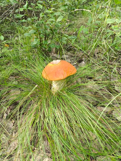 A single orange-capped mushroom with a white stem is centered in a dense patch of green grass. A small, dry leaf rests on top of the mushroom's cap. The background consists of blurred green foliage, dry leaves, and twigs, suggesting a forest or wooded area. The scene is outdoors, likely in a natural environment. The location is described as Январцев ауылдық округі, Kazakhstan.