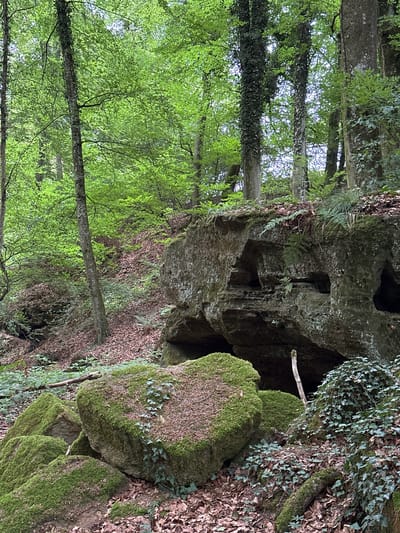 The image depicts a forest floor in Bech, Luxembourg, characterized by a dense canopy of green trees. The ground is covered with fallen leaves and moss-covered rocks of various sizes, some appearing as large boulders. Prominently featured is a weathered, large rock formation with natural cavities and hollows, suggesting erosion over time. Ivy and other ground cover plants are visible, growing amongst the rocks and on the forest floor. The scene conveys a natural, undisturbed forest environment.