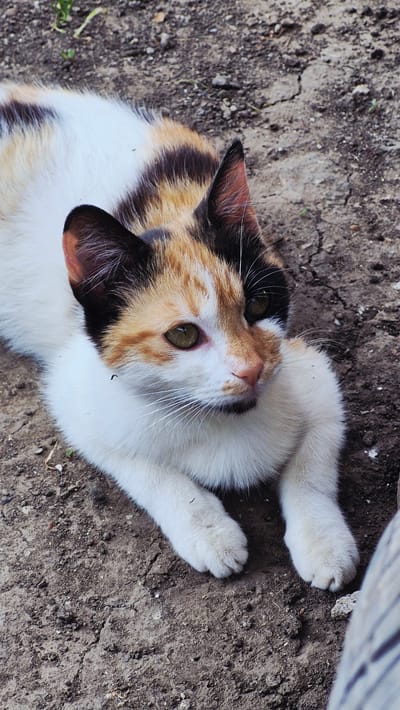 A tortoiseshell and white cat with green eyes lies on dry, cracked earth. The cat is mostly white with patches of orange, brown, and black fur on its head and back. It has black ears with pink insides and white whiskers. The background consists of dark soil with small pebbles and dried vegetation. The image is taken from a high angle, focusing on the cat's face and upper body. The location is Ialoveni, Moldova.