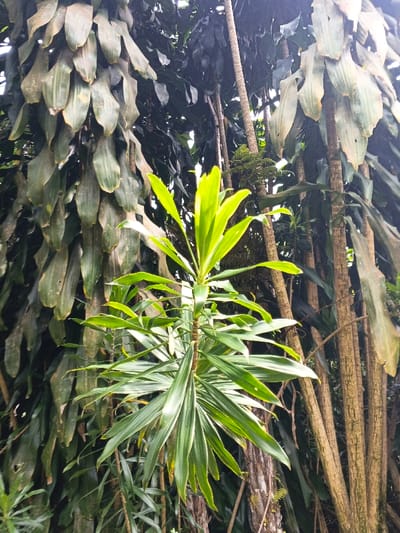 The image displays a dense botanical scene located in Soibada, East Timor. The central subject is a vigorous plant exhibiting elongated, pointed leaves with a bright green and yellowish-green coloration, positioned vertically in the mid-ground. Its central stem is visible, transitioning from green to light brown. To the left, a substantial plant or tree is largely obscured by numerous broad, olive-green to dull brown leaves, which are densely layered and hang downwards, creating a textured vertical mass. To the right of the central plant, several slender, light brown tree trunks with discernible vertical bark textures extend upwards into the frame. The background consists of darker, densely packed foliage. No individuals, animals, or artificial structures are present within the frame. The environment is characterized by lush vegetation, illuminated by diffused natural light.
