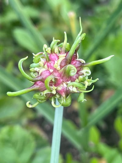 An outdoor, close-up, vertical shot shows a garlic scape bud, also known as a "bole," in the foreground. The bud is roughly spherical and is colored with pink and green hues. It is adorned with multiple green, spiraling tendrils that emerge from its surface. The scape itself, a pale green stalk, extends downwards out of frame. The background is softly blurred, displaying a verdant tapestry of green foliage, suggesting a garden or natural setting. The image was captured in Buchatsinski Sel'ski Sovet, Belarus.
