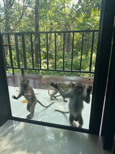 The image captures three long-tailed macaque monkeys (Macaca fascicularis) on a balcony outside a glass door or window in Phra Ae, Thailand. The primary subject is a juvenile monkey standing upright on its hind legs in the center, facing the viewer with front paws raised and splayed against the glass, its gaze directed inwards. To its left, a second monkey is partially visible, also standing and touching the glass with one hand. A third monkey is observed on all fours in the background, facing the first monkey. The monkeys are positioned on a light-colored tiled floor that transitions to dark wooden floorboards behind them. Scattered dry leaves are present on the floor. Beyond the balcony, a black metal railing separates the structure from dense, verdant tropical foliage and trees, indicating a jungle or forest environment. Bright daylight illuminates the scene. No human subjects are visible. A small piece of banana peel is on the tiled floor near the central monkey.