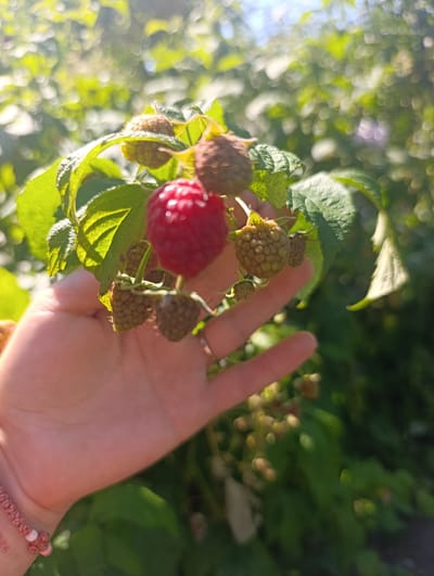 A hand, possibly of an adult, is holding a cluster of raspberries against a blurred background of green foliage and sunlight. One raspberry is ripe and red, while others are unripe and green. The hand is adorned with a pink and white beaded bracelet. The scene appears to be outdoors, suggesting a garden or natural environment. The specific location in Kalynivka, Ukraine is not discernable from the image itself.