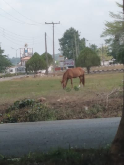 The image displays an outdoor scene in Osu, Nigeria, centered on a brown horse grazing in a grassy field. The horse stands with its head lowered, consuming vegetation from the dry, patchy ground that contains some green weeds. In the immediate foreground, a dark gray paved surface or road runs horizontally, with sparse green growth along its edge. To the far right foreground, a dark, vertical element, possibly a tree trunk, partially frames the scene.
Behind the grazing horse, small, rounded green bushes are scattered across the field. Further back, a white-painted curb or barrier with dark stripes marks the edge of what appears to be another paved area or road. The background reveals a semi-urban environment with multiple utility poles supporting power lines stretching across the upper frame. On the left, a light-colored building with a dark roof is visible, topped by a prominent sign structure featuring a circular element. Various trees of different heights and foliage types populate the mid-to-far background. The sky is uniformly light gray, indicative of an overcast condition. No human figures are present in the image.