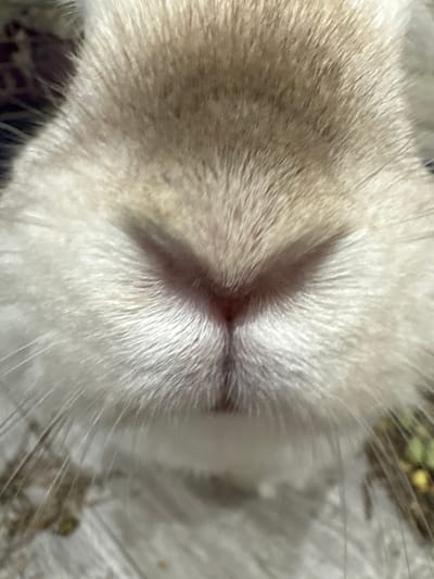 The image is a close-up, head-on shot of a rabbit's nose and mouth area, showing soft, light-colored fur. The rabbit's nose is pink and divided, with visible whiskers. The background is out of focus, with hints of a textured surface below and a darker, patterned area above. There is no indication of the city of Troitsk, Russia, or any human activity in this image.