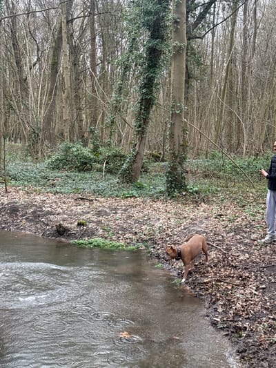 The image depicts an outdoor scene in a woodland setting, likely during late winter or early spring, characterized by bare deciduous trees and wet ground. The overall impression is one of a cool, possibly overcast or rainy day, given the ripples on the water.

In the foreground, a brown or tan dog, appearing to be a pitbull-type breed, stands at the muddy edge of a body of water, which looks like a stream or small river. The dog is wearing a dark collar and is positioned with its head lowered, seemingly looking into or interacting with the water. Its front paws appear to be at the water's edge, if not slightly submerged. The water itself is murky and dark, with numerous concentric ripples visible across its surface, suggesting rain falling onto the water. A few fallen leaves are visible floating on the water's surface.

The bank beside the water is covered in dark, damp earth and a thick layer of fallen, decaying leaves. Sparse patches of green vegetation, possibly moss or small plants, can be seen along the very edge of the water and on the bank.

Behind the dog and to the left, a person is partially visible. Only their lower torso and legs are seen, clad in dark trousers (possibly sweatpants) and a dark jacket. They appear to be standing on the woodland path or bank, observing the dog. Their right hand is extended, possibly holding something like a stick, or pointing towards the dog or the water.

The midground and background are dominated by a dense forest. Numerous slender trees with bare, intricate branches stretch upwards, forming a dense network against the pale sky. Several larger tree trunks are also visible, some of which are heavily covered in climbing ivy, adding patches of dark green to the otherwise monochrome woodland scene. The ground in the forest appears to be covered in similar wet, leaf litter.

The activity captured is a person and their dog enjoying a walk in a natural environment, with the dog engaging with the stream. No text is visible in the image.
