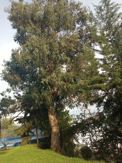 A tall eucalyptus tree dominates the left side, its light-barked trunk standing on a grassy hill. To its right, a darker evergreen tree adds depth. Below, a glimpse of a building with a red roof peeks through the foliage and fence. A small section of a blue structure and a dark vehicle are visible in the background, along with the sky peeking through the trees.