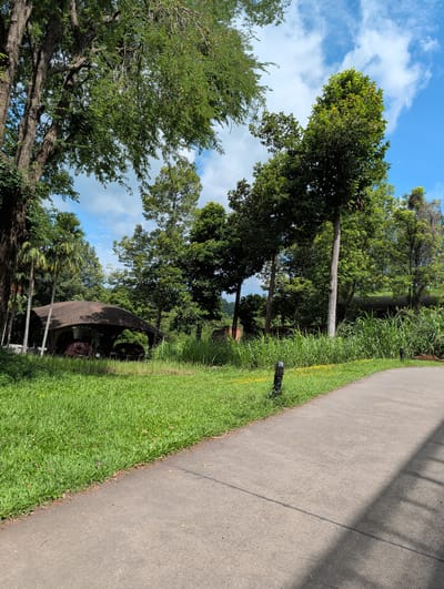 This is an outdoor photograph taken on a sunny day in the city of Ban Pong Nuea, Thailand. The scene features a paved pathway curving from the lower right to the mid-left of the frame, bordered by a lush green lawn. Beyond the lawn, a large, dark, curved-roof structure with visible supports and shadowy interiors is situated. The structure is surrounded by tall grasses and various trees, some with palm-like fronds. Further in the background, dense foliage and more trees are visible, leading to a distant hilly landscape. The sky is a vibrant blue with scattered white clouds. Two small, black, cylindrical light fixtures are placed along the edge of the pathway in the grassy area. There are no people or animals visible in the image.