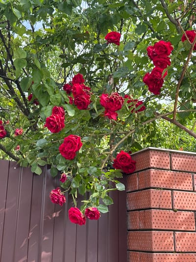 The image depicts red roses growing along the side of a building in Yelizavetinskaya, Russia. The roses are densely clustered with green leaves, positioned against a building with a reddish-brown horizontal siding and a brick trim. The background includes branches and leaves from other trees. The overall light suggests it is daytime.