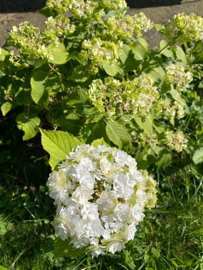 A close-up, eye-level shot captures a white hydrangea flower in the foreground, its delicate petals fanning out against a backdrop of green foliage and grass. The hydrangea is in full bloom, with a large cluster of blossoms taking center stage. The surrounding leaves are a vibrant green, some catching the sunlight and appearing almost yellow. In the background, out of focus, are more hydrangea blooms, transitioning from a pale green to white. The setting appears to be an outdoor garden, with a hint of a paved surface or pathway in the upper left corner. The image was taken in Piatra-Neamț, Romania.
